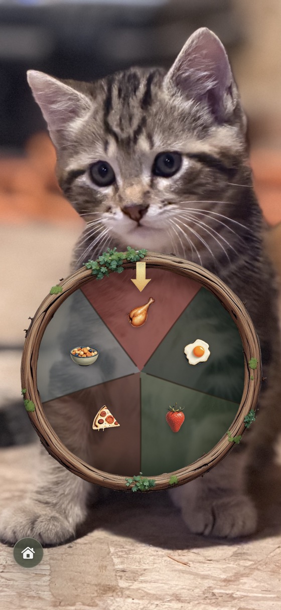 A food wheel set behind a photo of the family's kitten